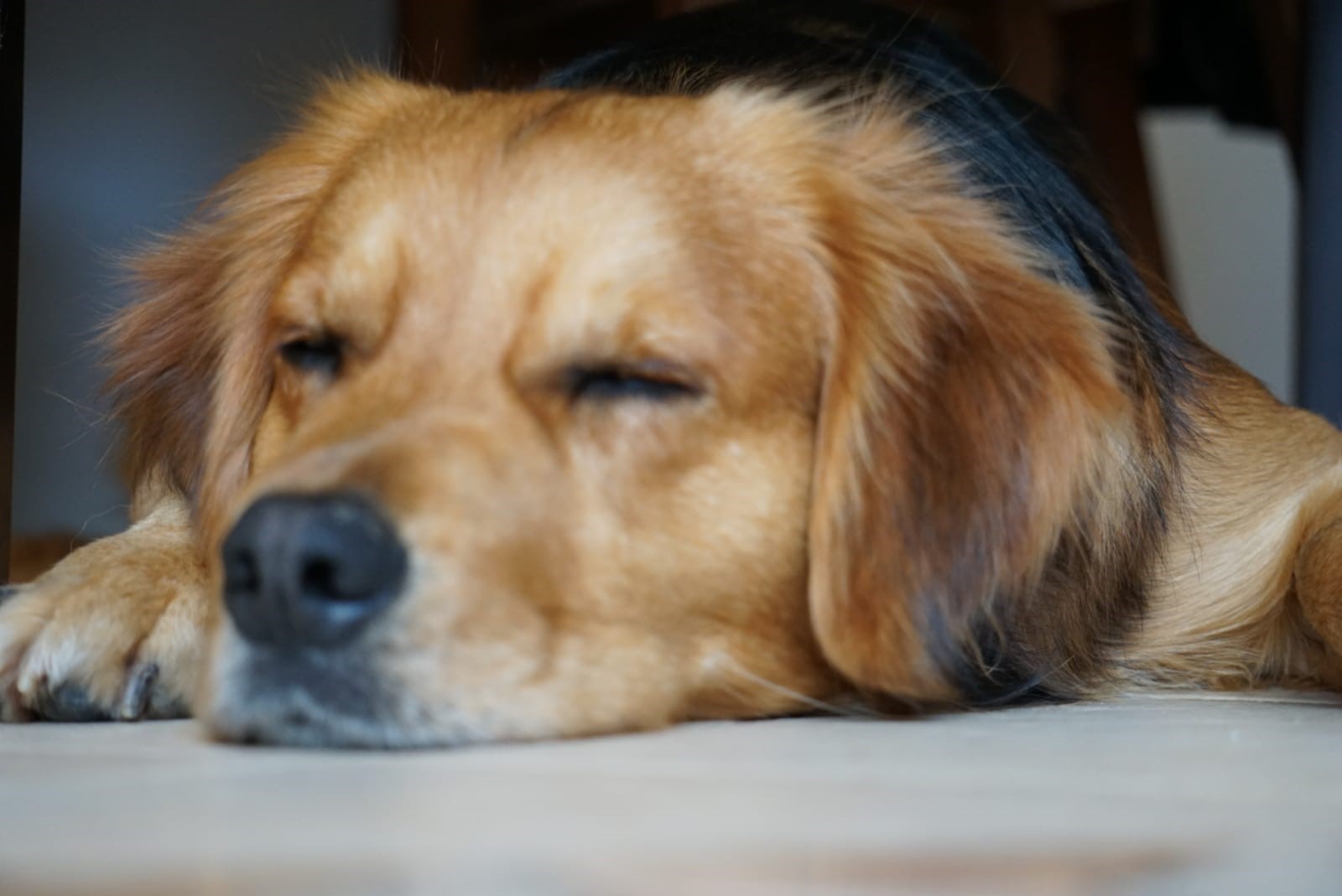 Milo